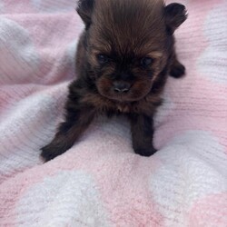 Adopt a dog:Pomeranian puppies /Pomeranian/Female/Sex: Mixed Litter,I have a beautiful litter of puppies 2 beautiful girls and 2 beautiful boys all are stunning and have beautiful coulers they will all be microchipped and vaccinated and wormed and flead before they leave mum and dad can be seen and are family pets they will leave with a puppy pack with toys blankets with mums scent etc. please feel free to contact for more information and pics thank you