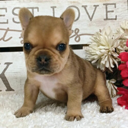 Bruno/French Bulldog/Female/April 2, 2026
