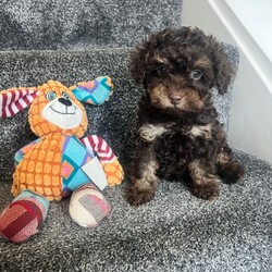 Super tiny toy poodles pra clear last girl ready now/Toy Poodle/Female/Sex: Female,Super tiny Toy poodle puppies last gorgeous sable little girl left shown in main pic they have the most amazing markings, mam Molly is a family pet and this is her first and only litter she is a chocolate phantom with a lovely nature, dad rico is a local tri stud dog kc registered and fully health checked again with a lovely nature.
