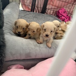 CavaCoton poos puppies/Cockapoo/Female/Sex: Mixed Litter,3 cavacoton poos 1 boy 2 girls left they will come with there first injections and micro chip also a blanket a bag of food collar and lead 