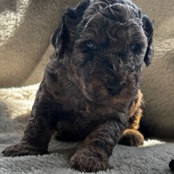 Adopt a dog:F1B Toy Cockapoos  Hypoallergenic Health tested/Cockapoo/Female/Sex: Mixed Litter,Puppies available for reservation! READY TO LEAVE 19th June! Wievings available!