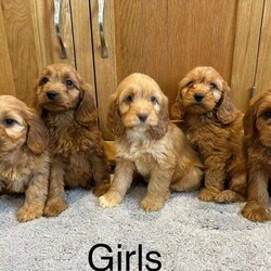 Cockapoo Puppies Fully Vaccinated, Ready Now/Cockapoo/Female/Sex: Mixed Litter,We have beautiful F1 Cockapoo puppies available. Father is a health tested Red miniature poodle, paper work can be seen when viewing the puppies.