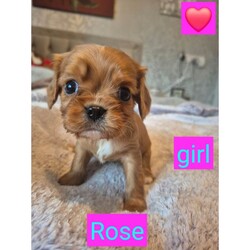 6 beautiful king charles cavalier spaniel puppies looking for forever homes  /Cavalier King Charles Spaniel/Female/Sex: Mixed Litter,We have 6 gorgeous king Charles cavalier spaniel puppies looking for their forever homes.