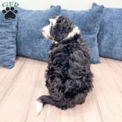 Rocky/Mini Bernedoodle									Puppy/Male	/12 Weeks,Meet Rocky! This sweet and adorable Mini Bernedoodle is looking for a forever family!