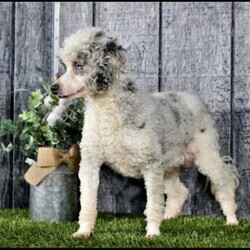 Rocky/Mini Bernedoodle									Puppy/Male	/12 Weeks,Meet Rocky! This sweet and adorable Mini Bernedoodle is looking for a forever family!