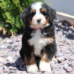 Rose/Bernedoodle									Puppy/Female	/14 Weeks