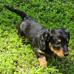Adopt a dog:Midnight/Dachshund/Female/April 18, 2026,Hi, I'm Midnight! I'm a 7-week-old male Dachshund with a beautiful black & tan coat, born on April 18. I'll be ready to go home to my forever family after June 13, once I'm grown enough to leave my litter. I'm APRI registered. I can't wait to make your home my forever playground.