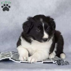 Chase/Border Collie									Puppy/Male	/March 25th, 2026,These beautiful Border Collie puppies are looking for their forever homes! Family-raised and extremely well socialized, these sweet pups are ready to join you on every adventure. Known for their intelligence and eager-to-please personalities, Border Collies are quick learners who thrive on companionship and activity.