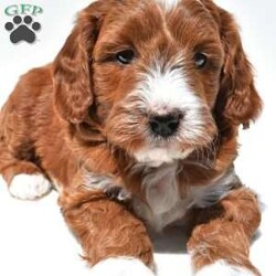 Ace/Mini Goldendoodle									Puppy/Male	/April 4th, 2026,This beautiful Goldendoodle puppy is looking for a loving forever home! Known for their affectionate nature and friendly personalities, Goldendoodles make wonderful family companions and fit well into many different lifestyles. This sweet pup has a gentle, laid-back temperament and loves being around people, making them great with children and other pets.