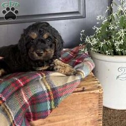 Crickett/Cockapoo									Puppy/Female	/7 Weeks,Meet Crickett. This beautiful girl has been raised by our family and is very well socialized. She loves to play and is very outgoing! She also loves to cuddle and give lots of kisses. She is accustomed to being with our other family pets, a cat and dog. 