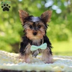 Ollie/Yorkie									Puppy/Male	/16 Weeks,Get ready to fall in love with Ollie—your new little bundle of joy! This irresistible AKC Yorkie puppy is bursting with personality, charm, and nonstop sweetness. With his soft, fluffy coat, sparkling curious eyes, and the cutest little face you’ve ever seen, he knows exactly how to steal hearts everywhere he goes!