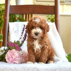 Cody/Mini Goldendoodle									Puppy/Male	/April 18th, 2026,Cody is a happy F1BB Miniature Goldendoodle puppy who loves to play! This friendly boy is sweet, socialized, and family raised with children! Cody comes home with a 30 day health guarantee and an extended genetic health guarantee, both provided by the breeder. This cutie has also been seen by a vet and is up to date on shots and de-wormer.