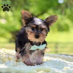 Ollie/Yorkie									Puppy/Male	/16 Weeks,Get ready to fall in love with Ollie—your new little bundle of joy! This irresistible AKC Yorkie puppy is bursting with personality, charm, and nonstop sweetness. With his soft, fluffy coat, sparkling curious eyes, and the cutest little face you’ve ever seen, he knows exactly how to steal hearts everywhere he goes!