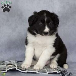 Chase/Border Collie									Puppy/Male	/March 25th, 2026,These beautiful Border Collie puppies are looking for their forever homes! Family-raised and extremely well socialized, these sweet pups are ready to join you on every adventure. Known for their intelligence and eager-to-please personalities, Border Collies are quick learners who thrive on companionship and activity.