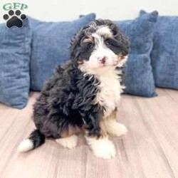Rocky/Mini Bernedoodle									Puppy/Male	/12 Weeks,Meet Rocky! This sweet and adorable Mini Bernedoodle is looking for a forever family!