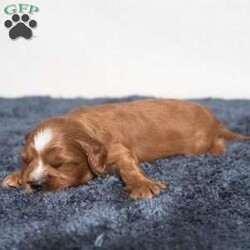 Kassidy/Cavapoo									Puppy/Female	/11 Weeks,Meet Kassidy! This little sweetie is looking for a new home. She has white underneath her throat. She would love to be your best friend! 