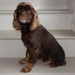 Smokey/Cockapoo									Puppy/Male	/14 Weeks,Prepare to fall in LOVE!! My name is Smokey and I would love to come home with you! I am sure with one look into my warm, sweet eyes and I’ll be sure I will have captured your heart already! I am very happy, playful and very kid friendly! I stand out above the rest with my beautiful black phantom coat! Full of personality and always ready to give amazing puppy kisses, I would love to fill your home with all of my puppy love! I have been vet checked and I am up to date on vaccinations and dewormings and I will also come with a 1-year guarantee with the option of extending it to a 3-year guarantee.  Shipping is available anywhere in the USA! My mother is Jenny , our sweet, loving 22# Cocker Spaniel, and my father is Louie our 12# mini poodle and he is genetic tested! That makes me an F1 cockapoo and I will grow to approx. 16-19# and I will be hypoallergenic and nonshedding!! Why wait when you know I am meant to be yours? Call or text Martha to make me the newest addition to your family and get ready to spend a lifetime of tail wagging fun!   (7% sales tax on in home pickups)