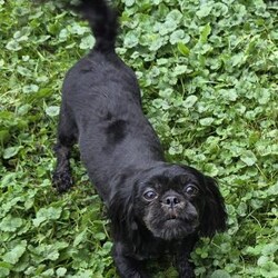 Lincoln/Shih-Poo									Puppy/Male	/6 Weeks,Lincoln is a very sweet and well socialized puppy.He loves to play with children and will make the perfect companion for anyone. His mama is an 11# Shih Tzu and dad is a 8# mini poodle pup. We offer transport to your door for an additional charge. Please contact us to make sweet Lincoln your very own puppy!