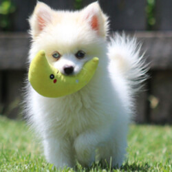 Randy/Pomsky/Female/February 24, 2026