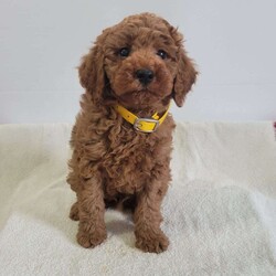 Winston/Miniature Poodle									Puppy/Male	/9 Weeks,Winston is a friendly, outgoing pup with a sweet temperament and playful personality. He was born on 04/02/2026.  His dam is Wendy, an 18 lb. miniature poodle who loves attention, and his sire is Jasper an 11 lb. miniature poodle.