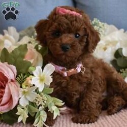 Harper/Toy Poodle									Puppy/Female	/11 Weeks,Beautiful litter of AKC Registered, Microchipped, Vaccinated and Dewormed pups, These red poodle pups are beautiful as you can see. When they are fully mature they will be in the 7 to 9 pound range, a couple of the pups are on the smaller side and might be slightly smaller (5 to 7lbs) at maturity, the father and mother of the litter are 7.5lbs and 8lbs, the parents have been health tested and are healthy and have show champions in their pedigrees, my pups are playful and silly, they are not hyperactive but instead are easy going playful puppies, they don’t get separation anxiety and will simply play with their stuffed animals when you are busy doing other things or when you leave the home. our puppies and adults are not yappers, we have started the puppies on crate training and potty pad training and they are doing excellent, each puppy will also come with a One Year Health Guarantee, we are looking for loving Pet homes where they will be part of the family, you are welcome to come to my homie and meet the pups and parents in person to see if its a good fit and to see the environment they are raised in, if you are not in the immediate area meeting at a halfway point can be arranged as long as its a reasonable distance, if you are serious call or text, thanks 