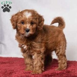 Kassidy/Cavapoo									Puppy/Female	/11 Weeks,Meet Kassidy! This little sweetie is looking for a new home. She has white underneath her throat. She would love to be your best friend! 