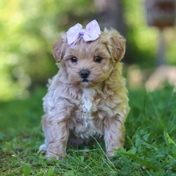 Haven/Maltipoo									Puppy/Female	/6 Weeks,Meet Haven, an adorable F1 Maltipoo who’s brimming with curiosity and charm! This little gal is always eager to explore the world around her, whether it’s sniffing out new adventures or playfully chasing after her favorite toy. Her bright eyes and wagging tail are always full of excitement, ready to turn every moment into a fun-filled experience. As a Maltipoo, she inherits the intelligence of a Poodle and the affectionate nature of a Maltese, making her an ideal companion for families or individuals alike. If you’re looking for a loyal companion who’s as inquisitive as loving, she is the perfect choice!
