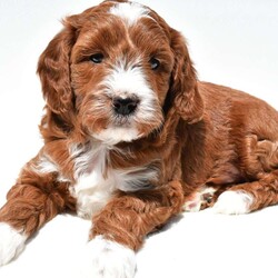 Ace/Mini Goldendoodle									Puppy/Male	/April 4th, 2026