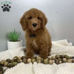 Calvin/Miniature Poodle									Puppy/Male	/March 20th, 2026,Calvin is a sweet mini poodle full joy ,like to play with everybody that he meets. He is well socialized up to date on worming and vaccination . His parents are good tempered DNA geneticly tested . Dad is 14 lbs and Mom is 27 lbs  ID 5791