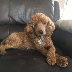 Crickett/Cockapoo									Puppy/Female	/7 Weeks,Meet Crickett. This beautiful girl has been raised by our family and is very well socialized. She loves to play and is very outgoing! She also loves to cuddle and give lots of kisses. She is accustomed to being with our other family pets, a cat and dog. 