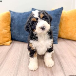 Cody/Mini Bernedoodle									Puppy/Male	/10 Weeks,Hello there! I’m Cody a beautiful Tri colored Mini Bernedoodle puppy! Don’t miss the opportunity to bring home this delightful Mini Bernedoodle puppy! I’m well socialized and ready to fit into your family! I would love to fill your home with all of my puppy love! I have been vet checked, microchipped and I am up to date on vaccinations and dewormings and will come with a one year genetic health guarantee! Call or text anytime to make me the newest addition to your family and get ready to spend a lifetime of tail wagging fun!