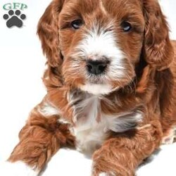 Ace/Mini Goldendoodle									Puppy/Male	/April 4th, 2026,This beautiful Goldendoodle puppy is looking for a loving forever home! Known for their affectionate nature and friendly personalities, Goldendoodles make wonderful family companions and fit well into many different lifestyles. This sweet pup has a gentle, laid-back temperament and loves being around people, making them great with children and other pets.