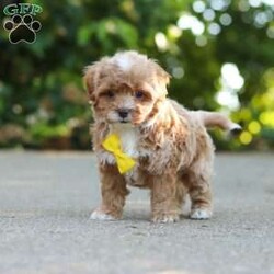 Brady/Cavapoo									Puppy/Male	/7 Weeks,Meet Brady, a F1B cavapoo! He’s full of energy, curiosity, and unconditional love, always ready to explore, chase toys, and discover something new. When the day winds down, he’s happiest curled up close, soaking in every cuddle with his sweet, gentle nature. His petite size makes him even more special, offering the perfect blend of affection, fun, and charm. He’ll make a wonderful companion for families, singles, or anyone looking for a loyal little friend.