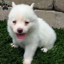 Bella/Pomsky									Puppy/Female	/6 Weeks,Meet Bella! I am a sweet and playful pomsky ! I am very well socialized and love to play with kids! My adult weight will be between 12 and 20 lbs. 
