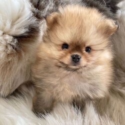 STUNNING TINY KC BOY PUPPYS AVAILABLE /Pomeranian/Female/Sex: Male,I’m Happy to announce the birth of our beautiful kennel club tiny bear faced Pomeranian puppies (boys) 