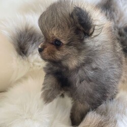 STUNNING TINY KC BOY PUPPYS AVAILABLE /Pomeranian/Female/Sex: Male,I’m Happy to announce the birth of our beautiful kennel club tiny bear faced Pomeranian puppies (boys) 