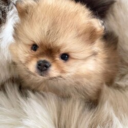 STUNNING TINY KC BOY PUPPYS AVAILABLE /Pomeranian/Female/Sex: Male,I’m Happy to announce the birth of our beautiful kennel club tiny bear faced Pomeranian puppies (boys) 