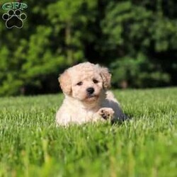 Charlie/Bich-Poo									Puppy/Male	/6 Weeks,Meet Charlie, an adorable Bichapoo puppy with a cheerful personality and a sweet little face that is impossible to resist! Full of happiness and charm, Charlie loves spending his days playing with toys, exploring new things, and making friends with everyone he meets. Whether he’s enjoying a fun outdoor adventure or snuggled up beside you for some cuddle time, he’s always happiest when he’s with his people. With his affectionate nature, playful spirit, and lovable personality, Charlie is sure to bring endless love, laughter, and joy to his forever family.