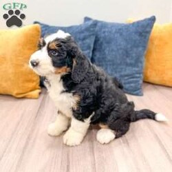 Cody/Mini Bernedoodle									Puppy/Male	/10 Weeks,Hello there! I’m Cody a beautiful Tri colored Mini Bernedoodle puppy! Don’t miss the opportunity to bring home this delightful Mini Bernedoodle puppy! I’m well socialized and ready to fit into your family! I would love to fill your home with all of my puppy love! I have been vet checked, microchipped and I am up to date on vaccinations and dewormings and will come with a one year genetic health guarantee! Call or text anytime to make me the newest addition to your family and get ready to spend a lifetime of tail wagging fun!