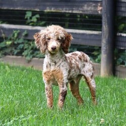 Lola/Cockapoo									Puppy/Female	/7 Weeks,Meet Lola, an absolutely adorable F1 Cockapoo puppy with a playful personality and a heart full of love! This sweet little girl loves exploring her surroundings, chasing after toys, and cuddling up for cozy naps after a fun day of play. With her soft fluffy coat, bright eyes, and happy spirit, she brings joy everywhere she goes. Friendly, affectionate, and full of charm, this precious puppy is sure to make every day brighter with her loving nature and adorable antics.