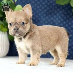 Kaitlyn/French Bulldog									Puppy/Female	/10 Weeks,“Summer is in the air and Frenchie snuggles are waiting — what more could you need?” 