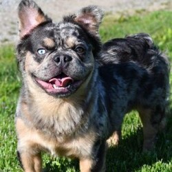 Kaitlyn/French Bulldog									Puppy/Female	/10 Weeks,“Summer is in the air and Frenchie snuggles are waiting — what more could you need?” 