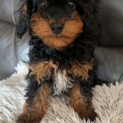 Adopt a dog:F2B Cavapoo puppies /Cavapoo/Female/Sex: Male,My gorgeous, Tinkerbell on the 27th  of March, gave birth to 4 healthy babies! 1 girl and 3 boy