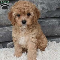 Maggie/Cavapoo									Puppy/Female	/11 Weeks,I offer a one year health guarantee. Up to date on shots and dewormings. I’m looking for a loving indoor home. Maggie is well socialized and loves attention. She is excellent with kids and other pets. Her expected adult weight is 12 to 15 pounds. Maggie loves to cuddle. She has a beautiful wavy hair coat. Shipping options are available anywhere in the US. All Sunday calls are returned on Mondays. Thanks Jon