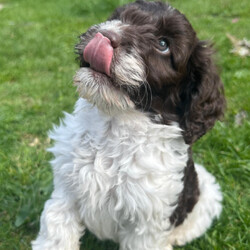 Adopt a dog:Gorgeous f1 cockapoo puppy /Cockapoo/Female/Sex: Male,Little boy cockapoo puppy he is parti white and chocolate been bought up in our family home with lots of children and other dog