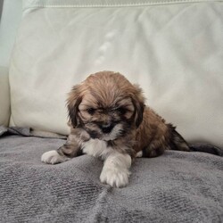 Lhatese (Maltese/ Lhasa Apso Mix/Mixed Breed/Female/Sex: Female,**All puppies are now reserved - thank you for your interest**