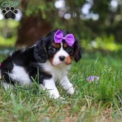 Ember/Cavalier King Charles Spaniel									Puppy/Female	/8 Weeks,Hi, my name is Ember! I’m an adorable AKC Registered Cavalier King Charles Spaniel with a sweet, loving personality and a heart full of affection. I love spending my days playing with toys, exploring new things, and soaking up all the attention I can get. Whether I’m romping around during playtime or snuggled up beside my favorite people, I’m happiest when I’m sharing love and making memories.