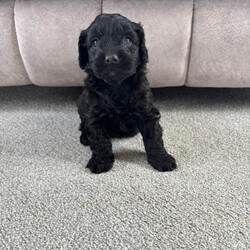 Adopt a dog:3 gorgeous cockapoo puppies /Yorkiepoo/Female/Sex: Mixed Litter,Here I have 5 gorgeous Cockapoo puppies, 1 boy and 4 girls. Born on the 4th of May. Mum and dad are both family pets, dad belongs to a family friend. Puppies are all very loving and playful, good with other pets and children.
