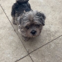 Adopt a dog:Pug x Maltese /Mixed Breed/Female/Sex: Male,Here I have a little boy available to leave on the 22nd of June 2026 I have the mum and my mum has the dad it was an accident as she looked after my dog while I went on holiday and he managed to catch her, the mum is a full breed pug and the dog is a full bread Maltese. He is currently up to date on worming he will be flead wormed and microchipped the day he leaves, he has been brought up with other dogs and my 2 children which they are 2 and 1, if you would like any more information please don’t hesitate to get in contact. He is also eating and drinking on his own, he hasn’t been vaccinated but I’m more than happy to have his first injection done with a health check Thank you for taking your time to read