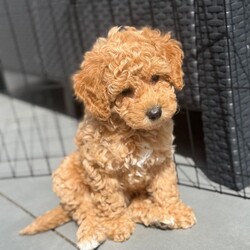 ONLY 1 LEFT - Toy Cockapoo GIRL Ready Now/Cockapoo/Female/Sex: Mixed Litter, Our beautiful Yellow girl is now the last puppy available from Frankie’s litter 